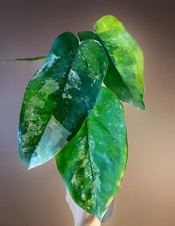 Syngonium Chiapense Variegated
