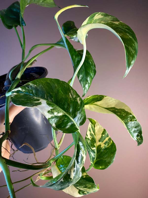 Epipremnum Pinnatum Yellow Sunrise