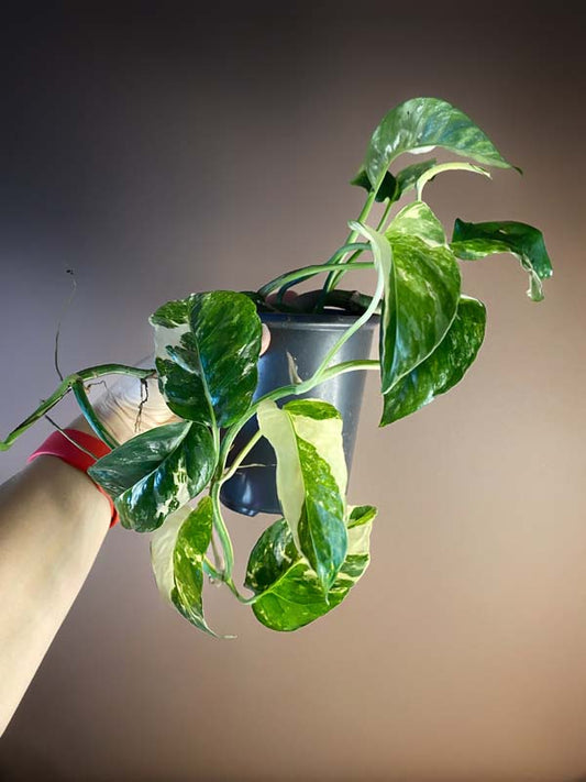 Epipremnum Pinnatum Yellow Sunrise