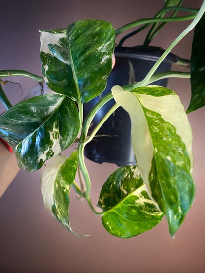 Epipremnum Pinnatum Yellow Sunrise