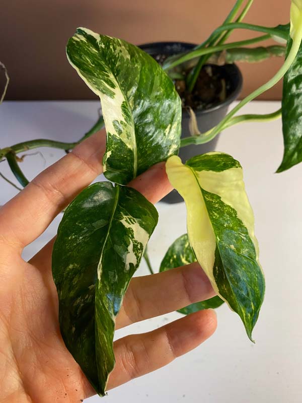 Epipremnum Pinnatum Yellow Sunrise