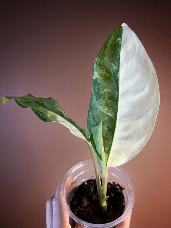 Aglaonema Commutatum Variegated