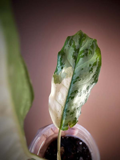 Aglaonema Commutatum Variegated