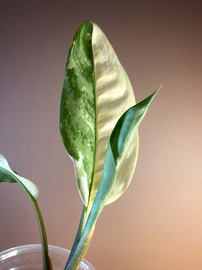 Aglaonema Commutatum Variegated