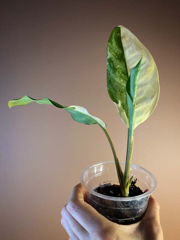 Aglaonema Commutatum Variegated