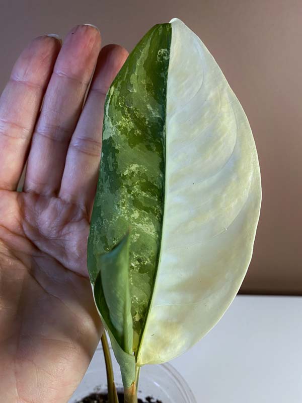 Aglaonema Commutatum Variegated