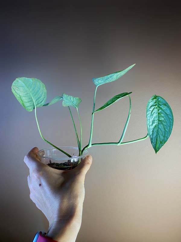 Monstera Siltepecana El Salvador