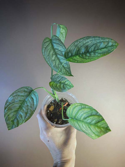 Monstera Siltepecana El Salvador