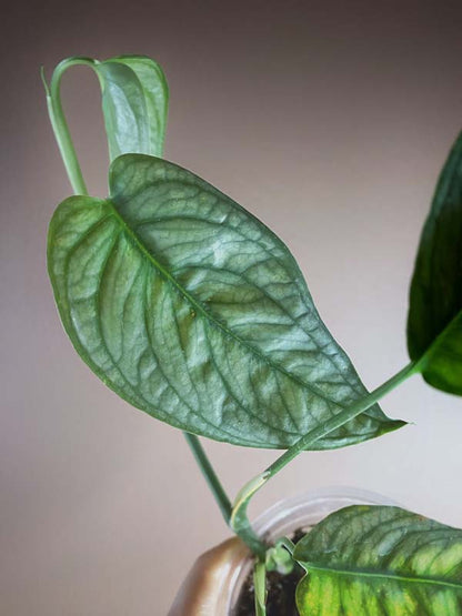 Monstera Siltepecana El Salvador