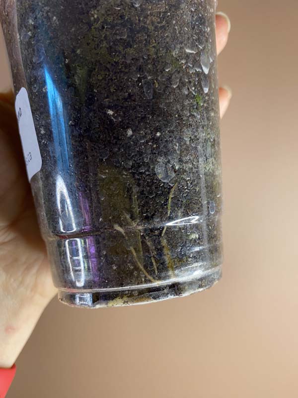 Monstera Siltepecana El Salvador