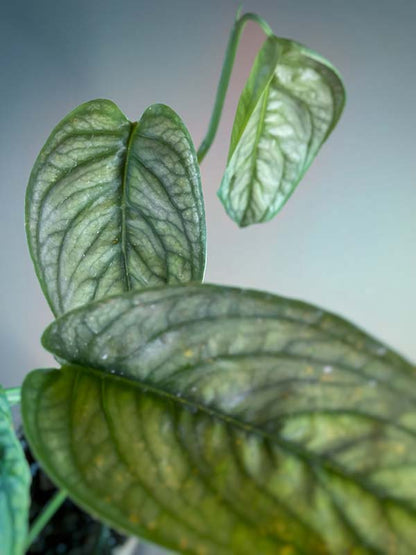 Monstera Siltepecana El Salvador