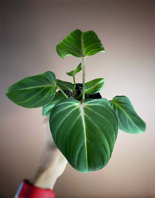 Philodendron Gloriosum
