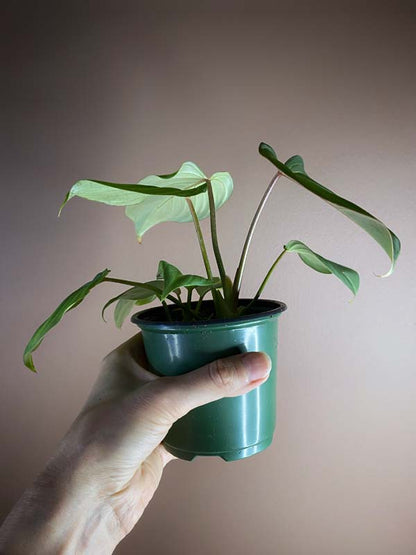 Philodendron Gloriosum