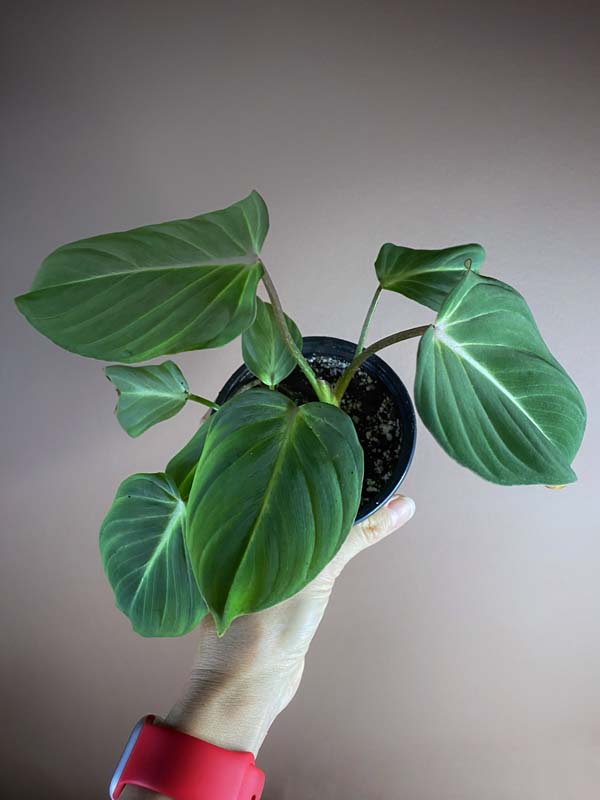 Philodendron Gloriosum