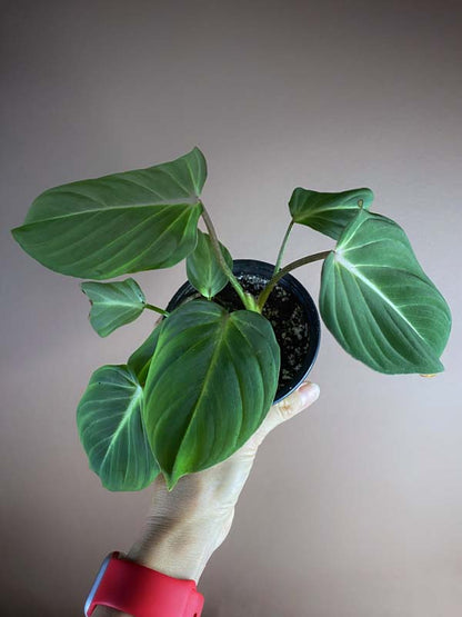 Philodendron Gloriosum