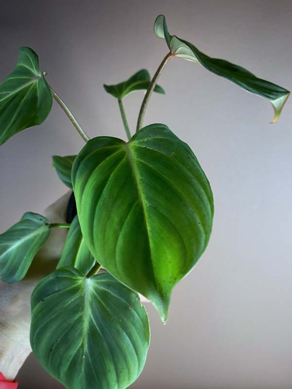 Philodendron Gloriosum