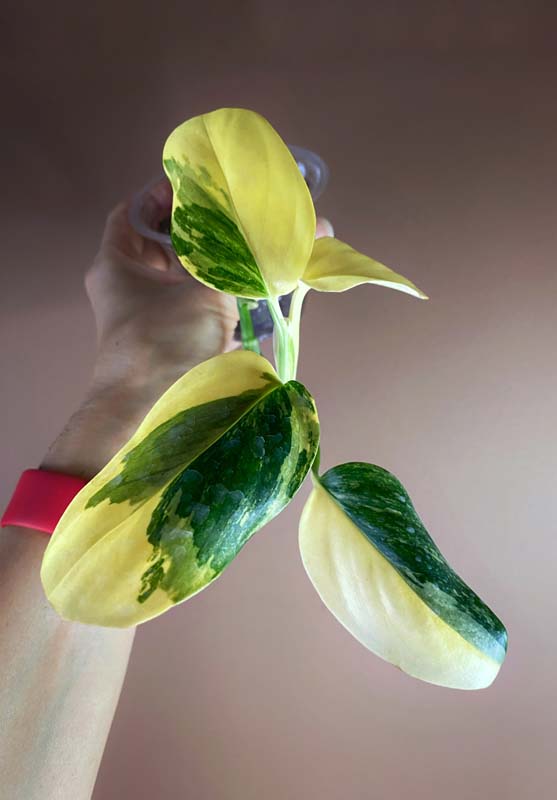 Monstera Standleyana Aurea