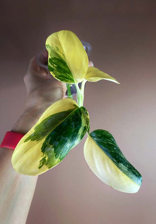 Monstera Standleyana Aurea