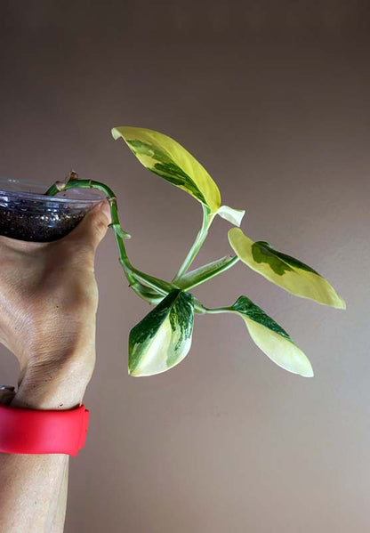 Monstera Standleyana Aurea