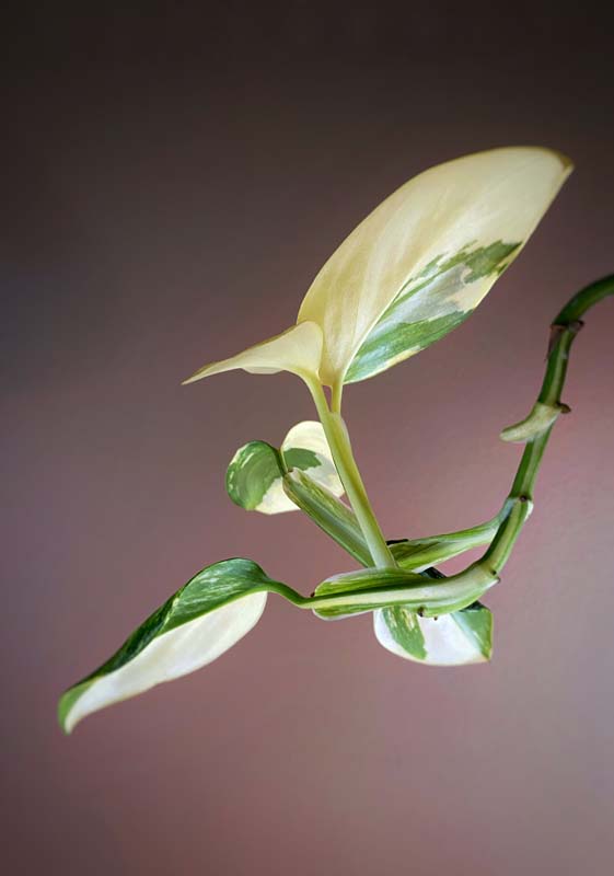 Monstera Standleyana Aurea