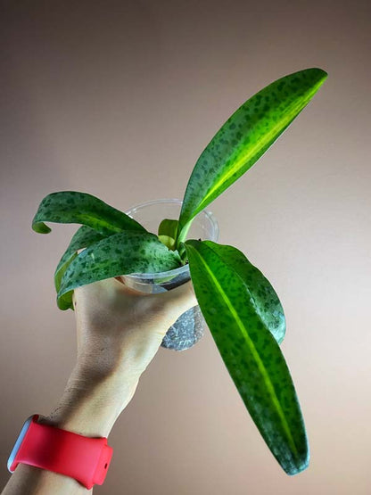 Drimiopsis Kirkii Variegated