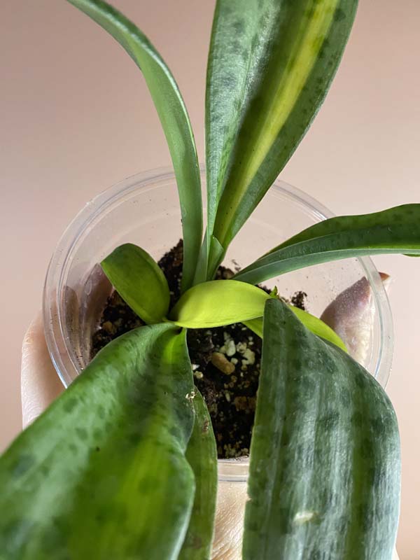 Drimiopsis Kirkii Variegated