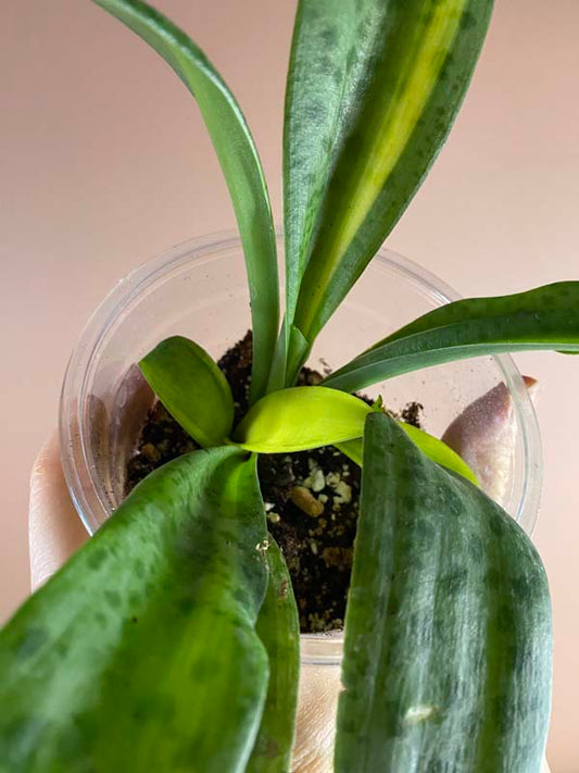 Drimiopsis Kirkii Variegated