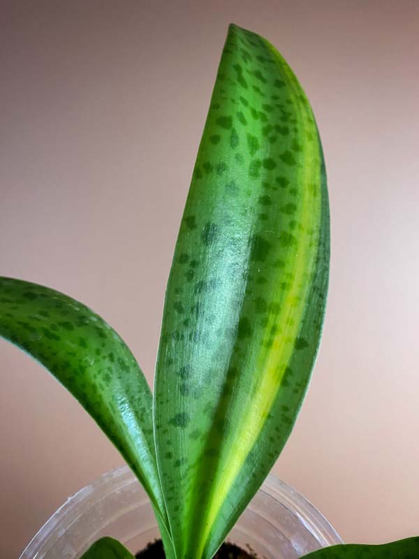 Drimiopsis Kirkii Variegated