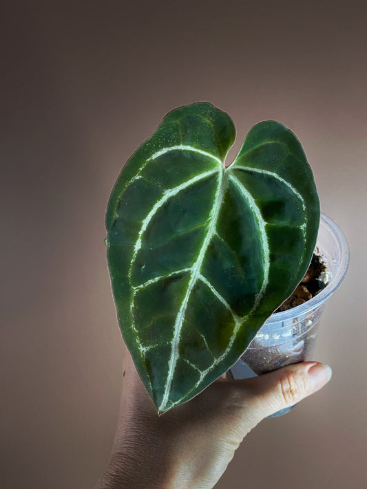 Anthurium Crystallinum Dark/ Minahasa