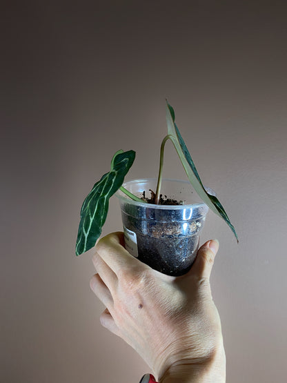 Anthurium Crystallinum Dark/ Minahasa