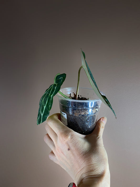 Anthurium Crystallinum Dark/ Minahasa