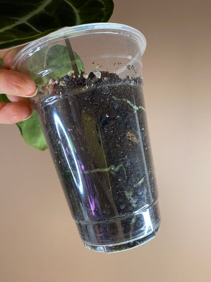 Anthurium Crystallinum Dark/ Minahasa