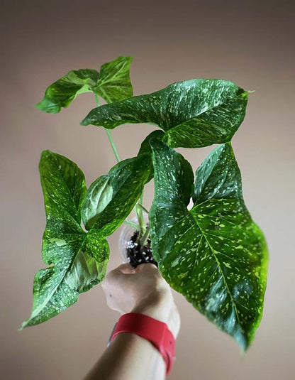 Syngonium Panda Galaxy