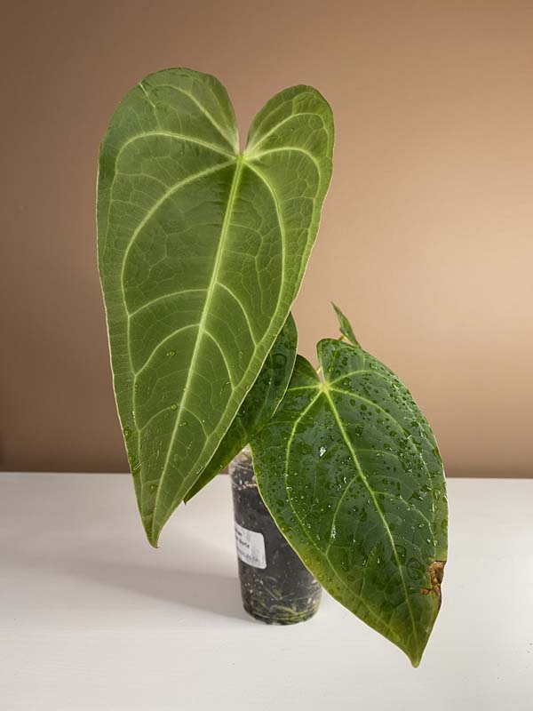 Anthurium Magnificum Hybrid Norte Large