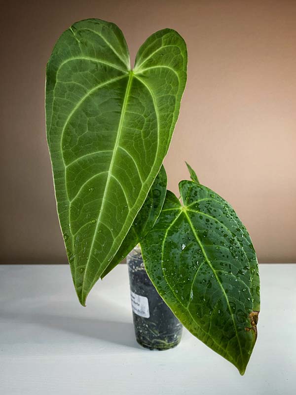 Anthurium Magnificum Hybrid Norte Large
