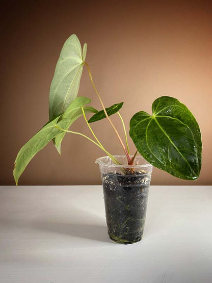 Anthurium Magnificum Hybrid Norte Large