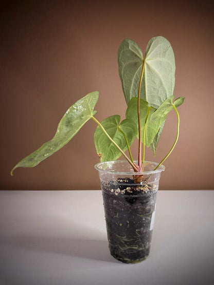 Anthurium Magnificum Hybrid Norte Large