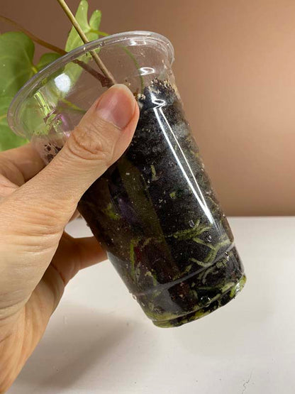 Anthurium Magnificum Hybrid Norte Large