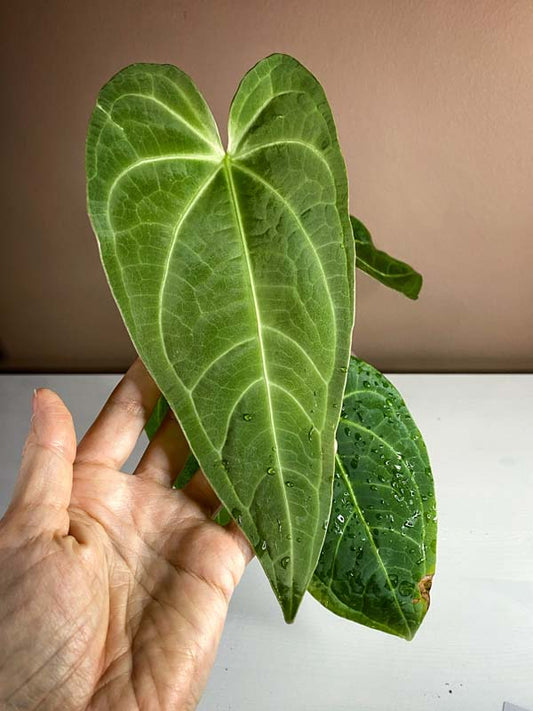 Anthurium Magnificum Hybrid Norte Large