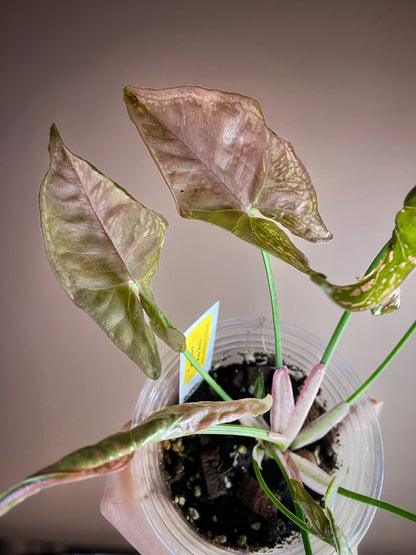 Syngonium Mosaic (Rare)