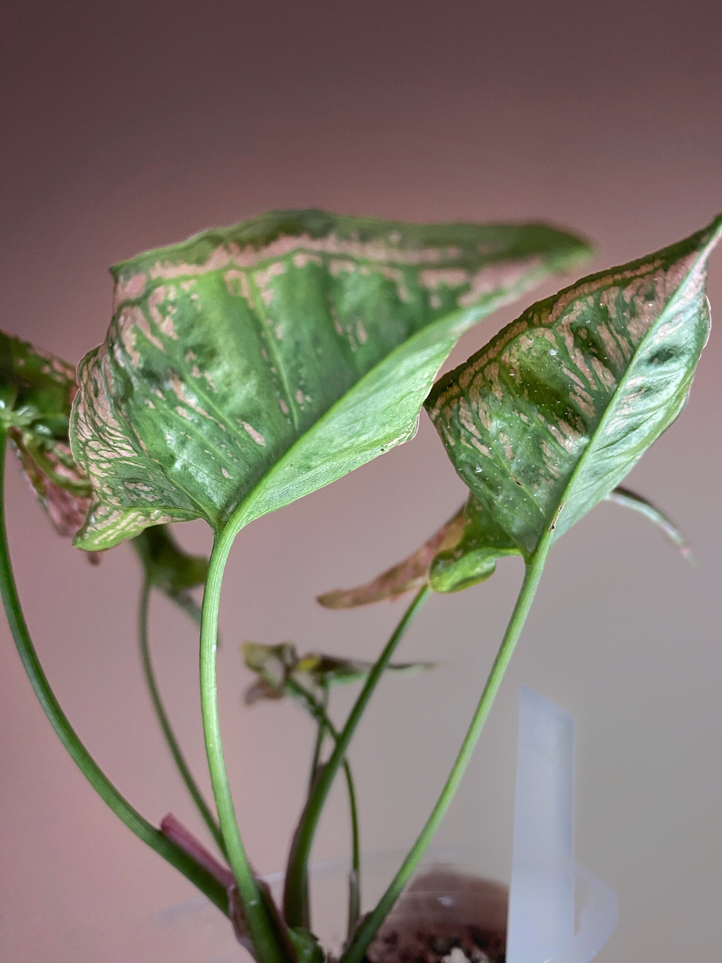 Syngonium Mosaic (Rare)