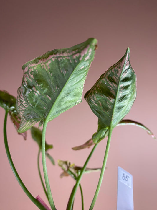 Syngonium Mosaic (Rare)