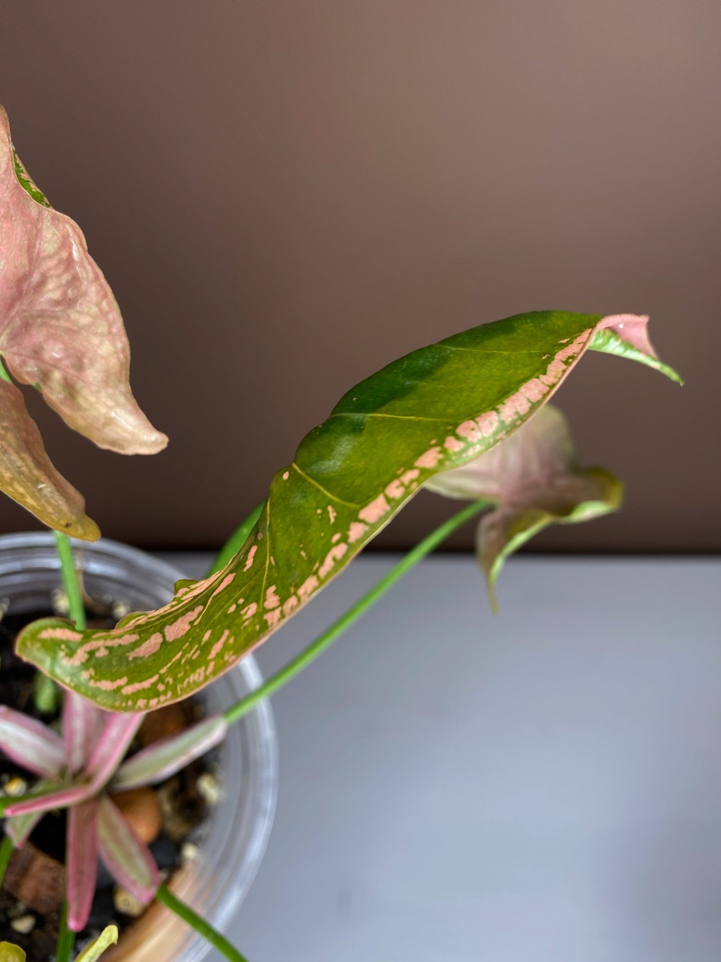 Syngonium Mosaic (Rare)