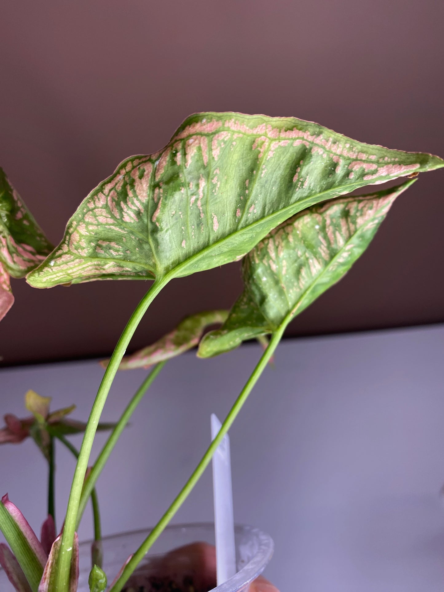 Syngonium Mosaic (Rare)