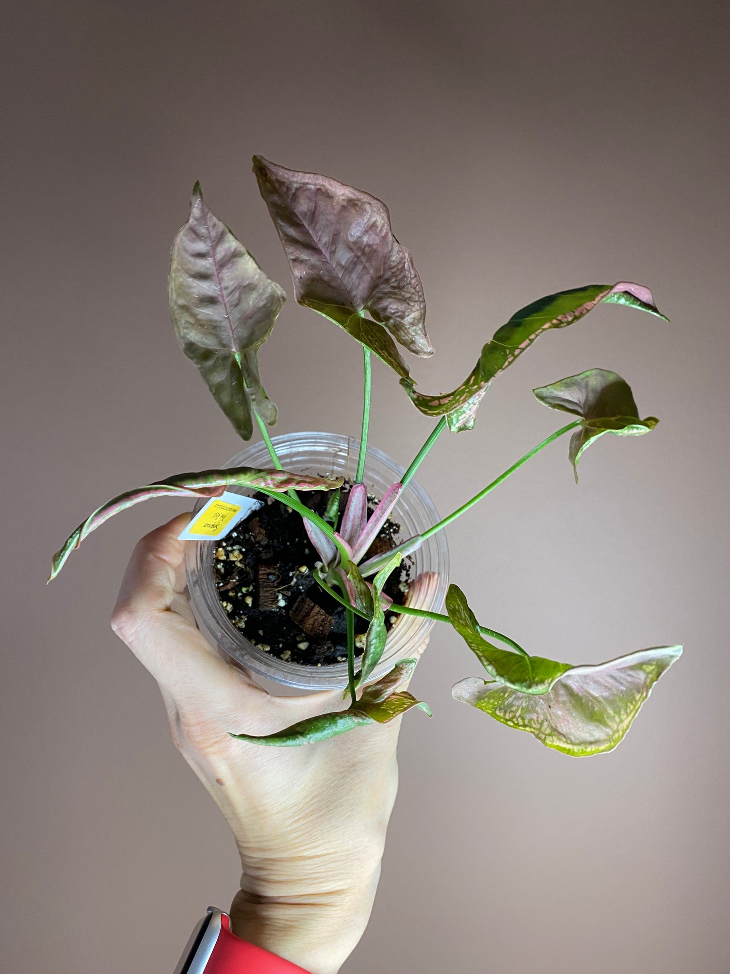 Syngonium Mosaic (Rare)