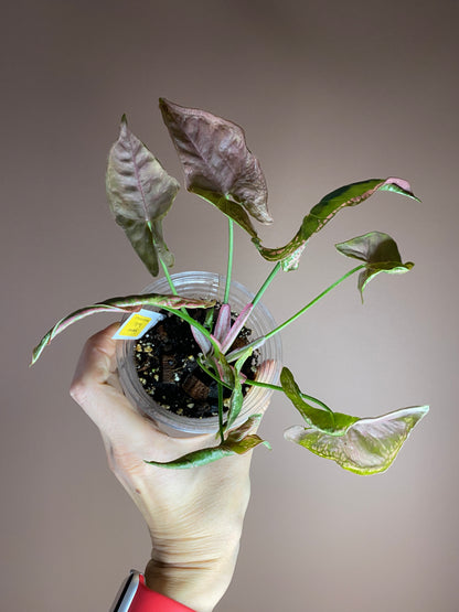 Syngonium Mosaic (Rare)