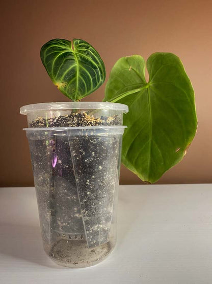 Anthurium Dorayaki Silver Blush Large