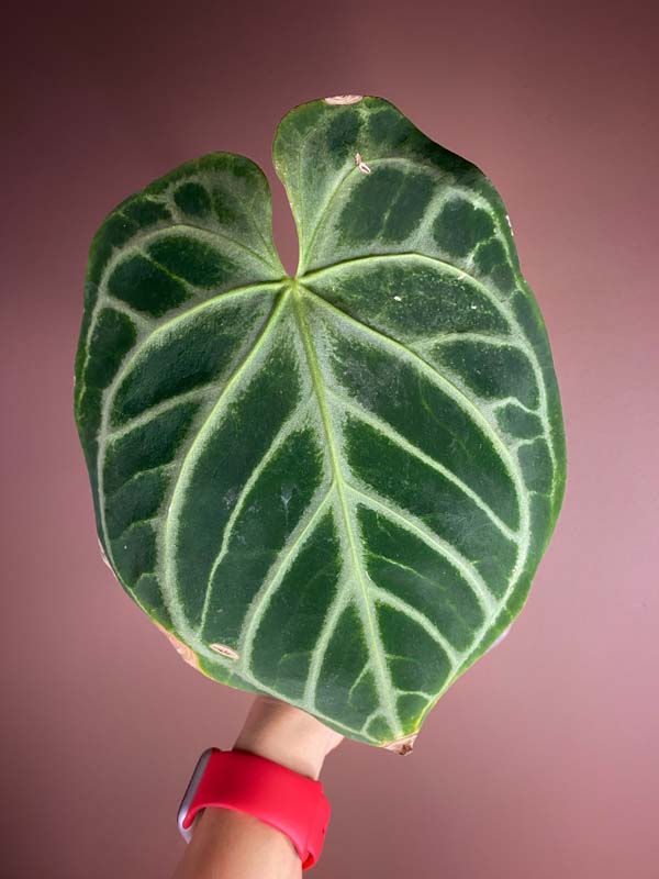 Anthurium Dorayaki Silver Blush Large