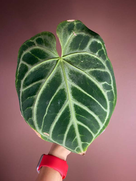 Anthurium Dorayaki Silver Blush Large