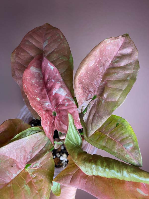 Syngonium Pink Candy (rarity)